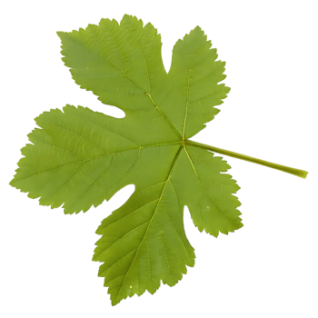 Single Green Grape Leaf on transparent Background png