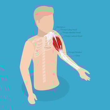 3D Isometric Flat Conceptual Illustration of Triceps Brachii Muscle, Human Anatomy vector