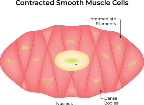 Contracted Smooth Muscle Cell, Illustration Design vector