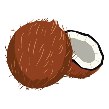 Whole coconut with textured shell paired with fresh half cut view. Ideal for beverage labels, vegan recipe books, and tropical vacation themed graphics. vector