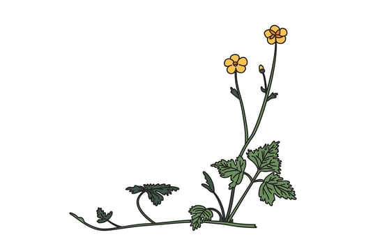Botanical floral corner isolated on white background. Hand drawn wildflower plant with yellow Flowers green Leaves Stems illustration. Graphic design element for Birthday Wedding Greeting Card vector