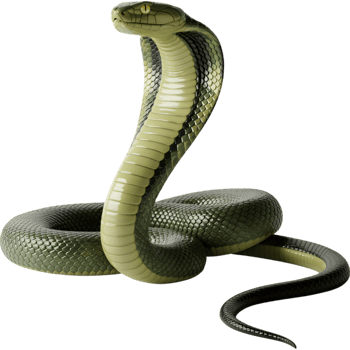 Cobra snake in a striking pose png