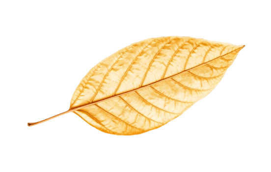 A single golden yellow autumn leaf with visible veins isolated on transparent background png