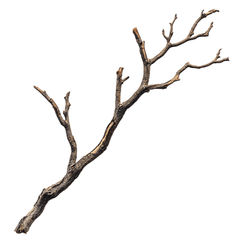 Bare brown tree branch has multiple stems on transparent background png