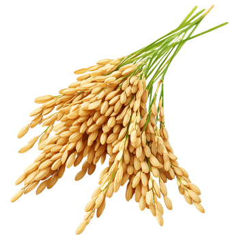 Golden rice ears gracefully cascade down on transparent background png