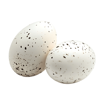 Two speckled white eggs rest closely together, showcasing their unique pattern on transparent background png