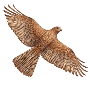 Majestic hawk with outstretched wings soars gracefully through sky, showcasing its intricate feather patterns and keen gaze png