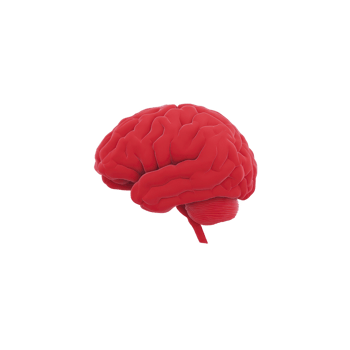 Red 3D model of human brain is depicted against transparency background, showcasing detailed anatomical features. vibrant color and intricate design highlight brain complex structure png