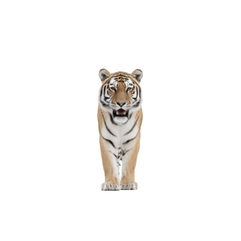Majestic tiger stands confidently against plain background, showcasing its striking orange and black striped fur and intense gaze. powerful presence of tiger is captivating png