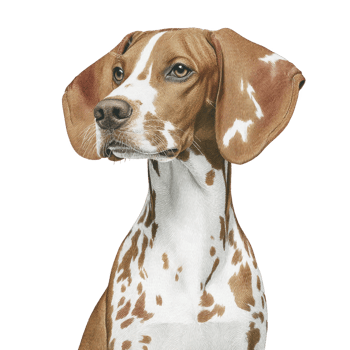 Brown and white spotted dog with large ears and focused expression sits against transparency background. dog coat is smooth, and its posture is attentive, suggesting alertness png