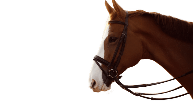 Chestnut horse wearing bridle on transparent background png