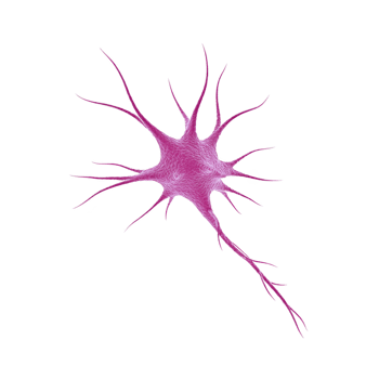 Detailed illustration of pink neuron with branching dendrites and long axon, showcasing complexity of neural structures. image highlights intricate design of nerve cells png