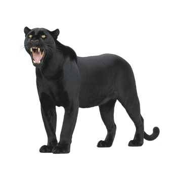 Fierce black panther stands with its mouth open, showcasing sharp teeth and powerful stance. sleek, dark fur and intense gaze convey strength and agility png