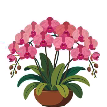 A potted orchid plant with pink flowers vector