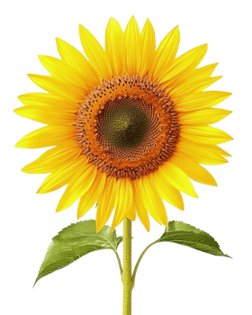Vibrant Sunflower Closeup A Stunning Display of Nature's Golden Beauty png