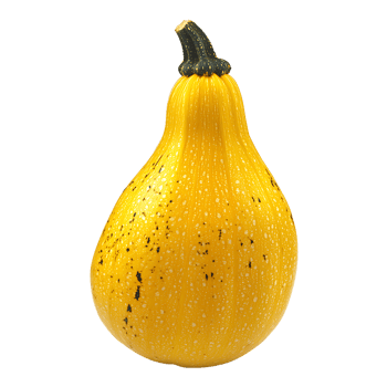 A yellow crookneck squash displays speckled markings and ribbed texture on transparent background png