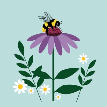 Bee collecting nectar on purple coneflower surrounded by green leaves and small white daisies illustration vector