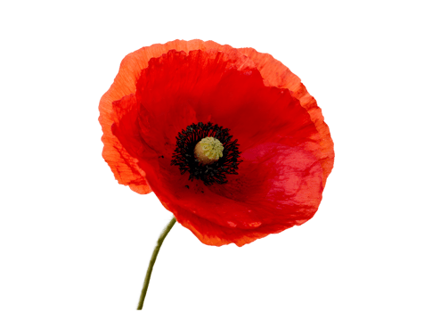 Striking Red Poppy flower , transparent, isolated to showcase its vibrant petals and delicate structure for stunning visual displays. png