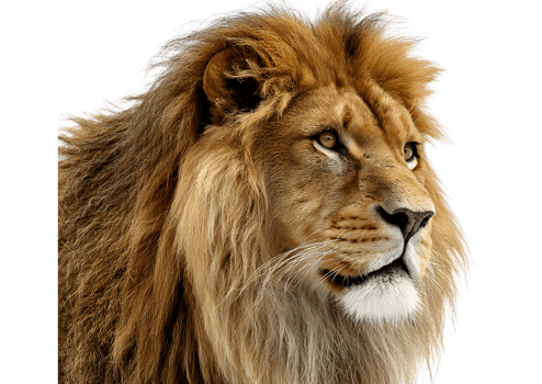 Lion isolate on transparent background in format majestic wild animal with powerful mane png