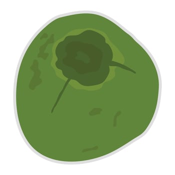 Isolate hand drawn fresh young whole coconut fruit icon. vector