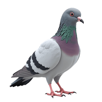 Detailed Studio Portrait of a Single Pigeon Standing on a Black Background Cut Out png