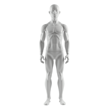 Full body 3D rendered male anatomical figure or mannequin on transparent background png