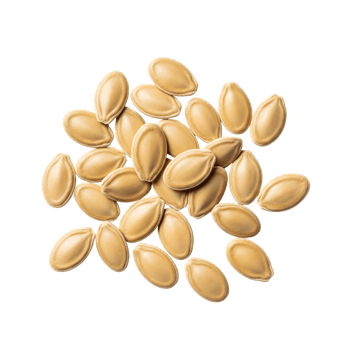 Pale Yellow Pumpkin Seeds Pile isolated on a transparent background png