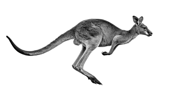 A black and white image of a kangaroo jumping png