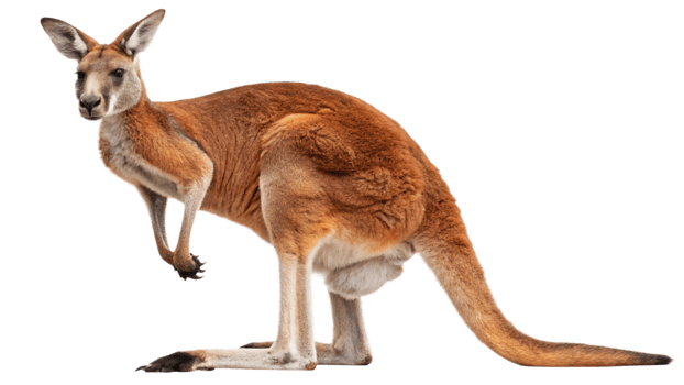 A kangaroo standing on its hind legs png