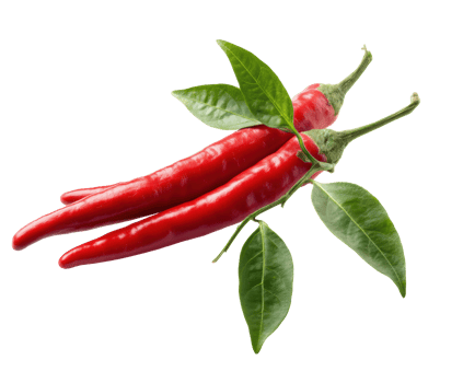 Fresh red chili peppers with green leaves for culinary use png