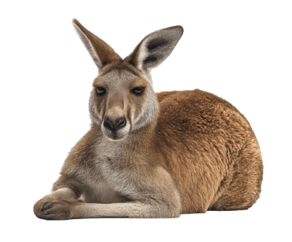 Kangaroo resting in a natural pose for wildlife education png