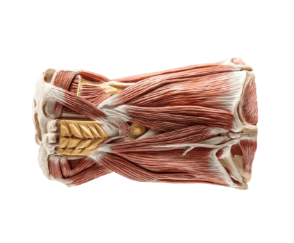 Detailed anatomical model of human muscles for educational purposes png