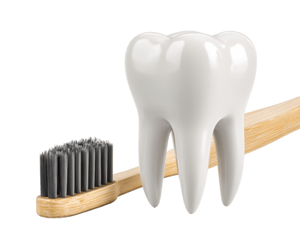 Dental health concept with a toothbrush and a white tooth model png