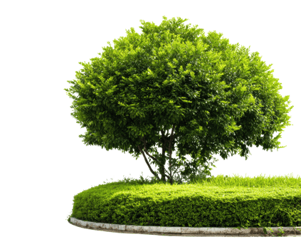 Lush green tree surrounded by vibrant foliage in calm setting png