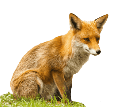 Graceful fox resting on green grass in a natural habitat setting png