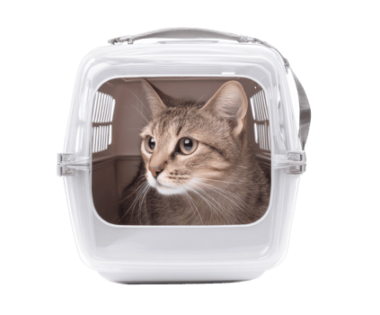 Cat in a transparent carrier during travel to the vet for health check png