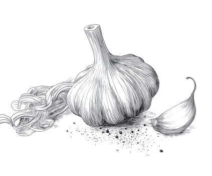 A detailed depiction of a garlic bulb featuring its cloves and strands png