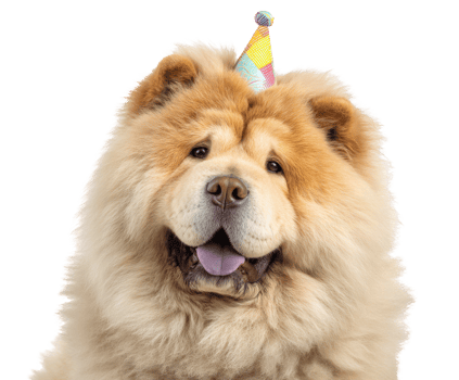 Festive celebration with a cheerful chow chow wearing a party hat png