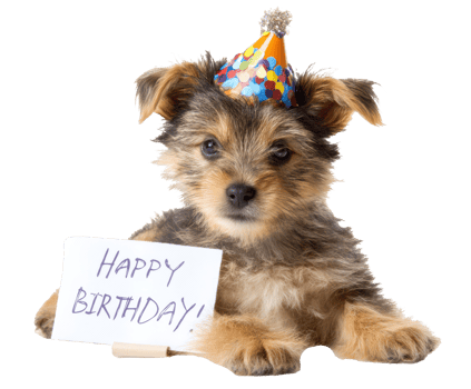 Cute puppy celebrating birthday with party hat and greeting sign png