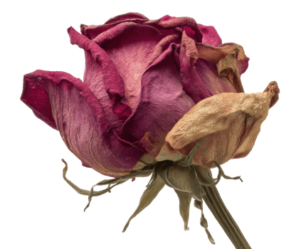 Dry rose enhances beauty of nostalgia and loss in vintage decor png