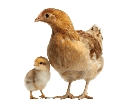 Chicken and chick standing together in a natural setting png