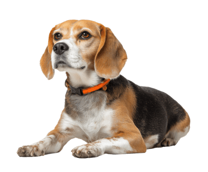 Beagle dog relaxing indoors with orange collar looking curious png