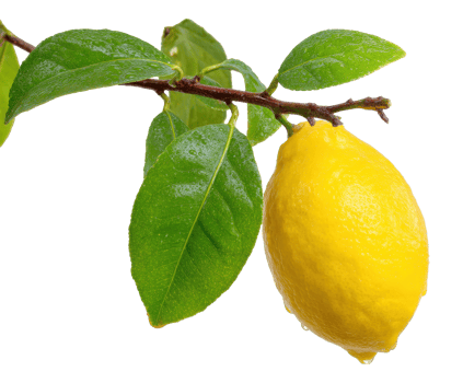Fresh lemon with vibrant green leaves for culinary use and decoration png