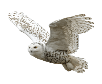 Snowy owl in flight over a snowy landscape during winter season png