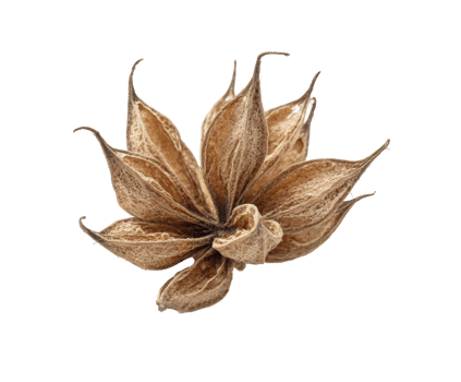 Unique dry seed pod with intricate petal-like shape for nature design png