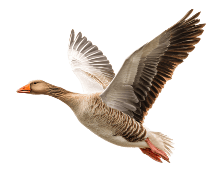 Goose in Flight Overhead Captured with Graceful Wings Spread png