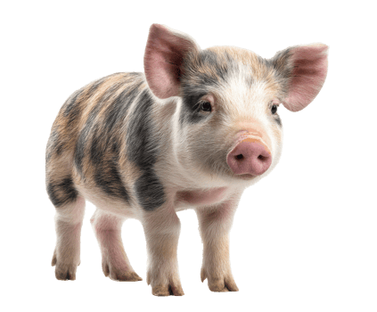 Cute piglet standing in a playful pose on a light background png