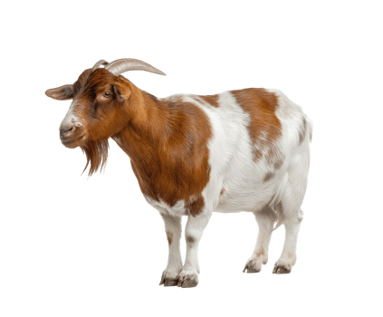 Goats grazing peacefully in a serene natural setting png