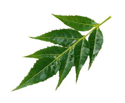 Fresh green leaf showcasing vibrant textures and natural beauty png