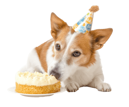 Dog celebration with cake and party hat for birthday festivities png